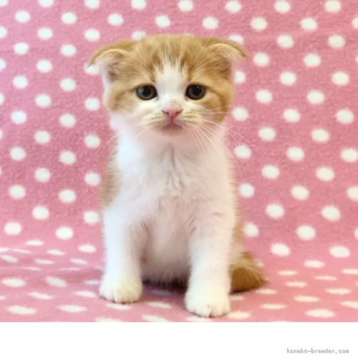 ID：2506-01925の子猫