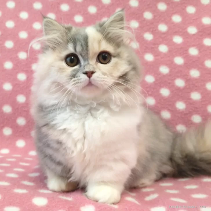 ID：2412-01809の子猫