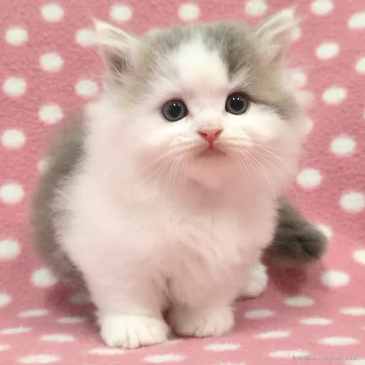 ID:2503-01469の子猫