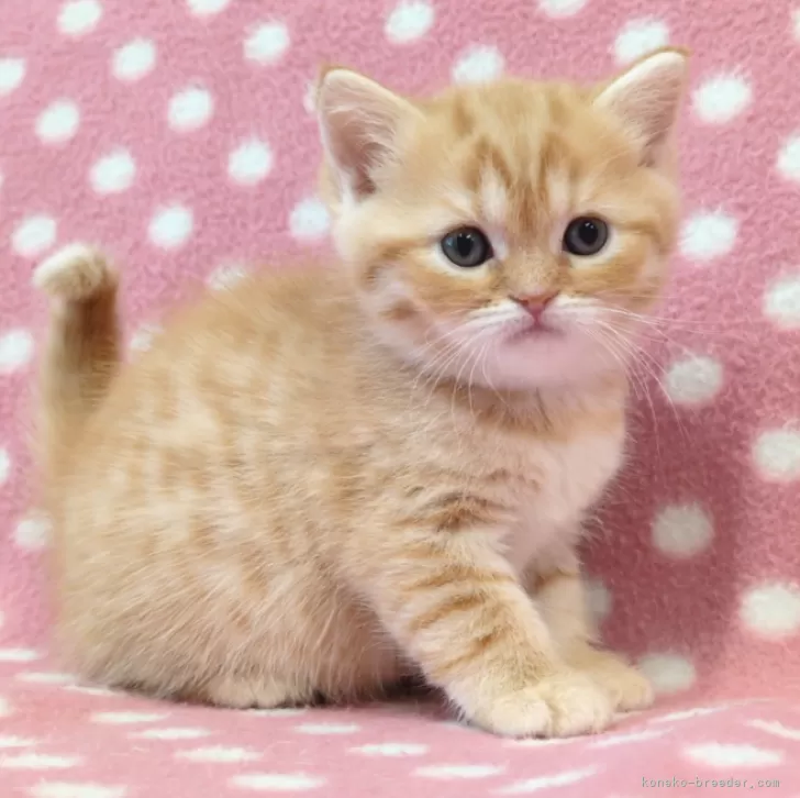 ID:2503-02243の子猫