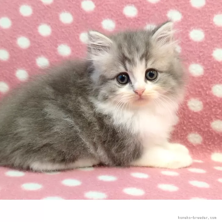 ミヌエット(長足)【愛知県・男の子・2025年9月25日・ブルーホワイト】の写真1