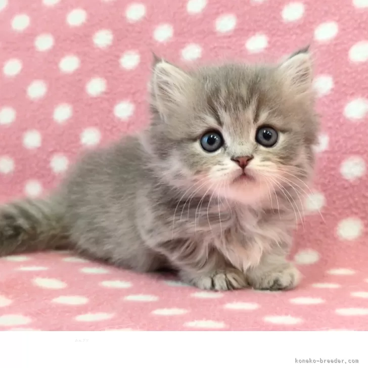 S.M 様のお迎えした子猫