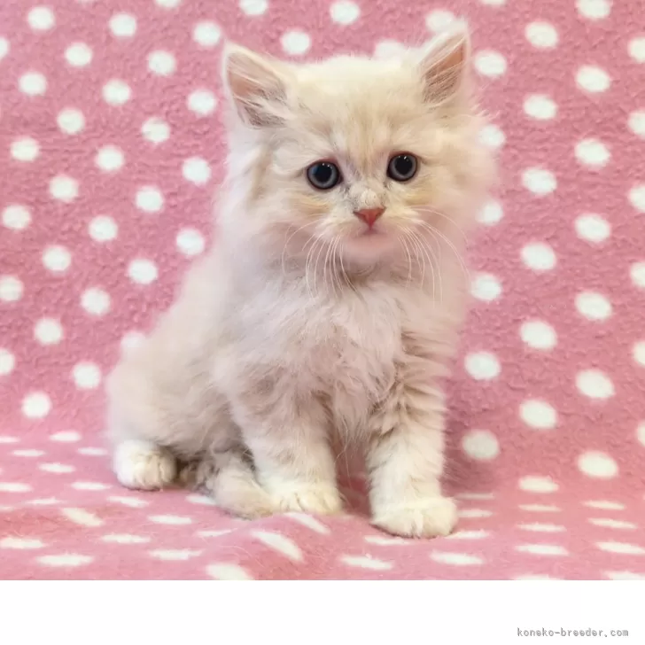 ID:2506-02044の子猫