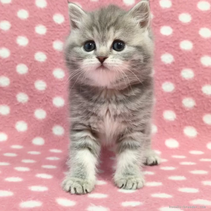 ID:2503-00275の子猫