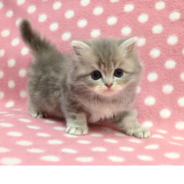 ミヌエット(長足)【愛知県・男の子・2025年10月15日・ブルータビー（ロングヘアー）】の写真「とっても人懐っこくて抱っこ好き♪可愛いすぎる♪」