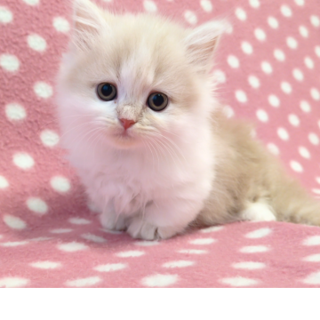 ミヌエット(短足)【愛知県・女の子・2025年9月19日・クリームホワイト（ロングヘアー）】の写真「ちょっとたれ目な人懐っこい元気さん♪」