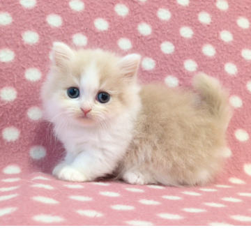 ミヌエット(短足)【愛知県・女の子・2025年9月19日・クリームホワイト（ロングヘアー）】の写真「キレイなブレーズ♪くりくりおめめの甘えっ子さん♪」