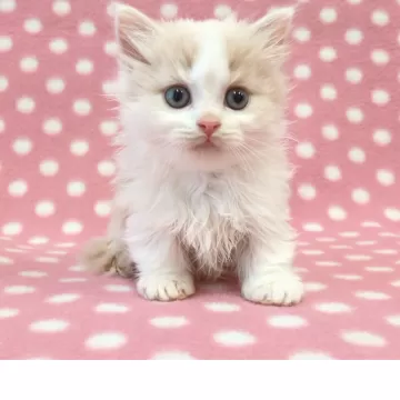 マンチカン(短足)【愛知県・女の子・2024年8月18日・クリーム