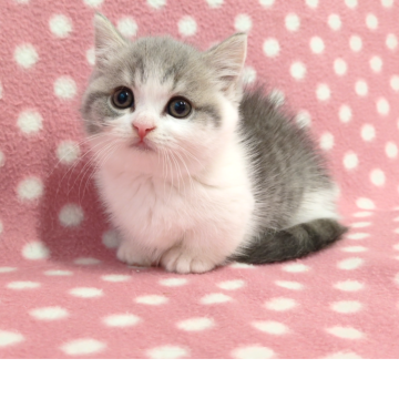 マンチカン(短足)【愛知県・男の子・2025年10月8日・ブルータビーホワイト】の写真「丸いフォルムのおっとり可愛い甘えん坊くん♪」