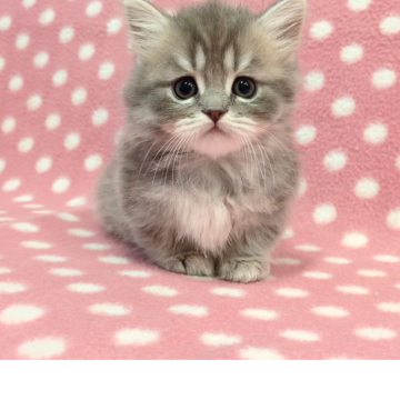 ミヌエット(短足)【愛知県・男の子・2025年10月1日・ブルータビー】の写真「温厚で優しい性格のくりくり可愛いおめめくん♪」