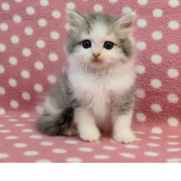 ミヌエット(長足)【愛知県・男の子・2025年9月25日・ブルーホワイト】の写真「とっても可愛い男の子♪人懐っこくて元気いっぱい♪」