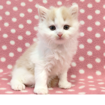 マンチカン(長足)【愛知県・男の子・2025年10月11日・クリームタビーホワイト（ロングヘアー）】の写真「キレイなブレーズ♪もふもふ元気なハンサムボーイ♪」