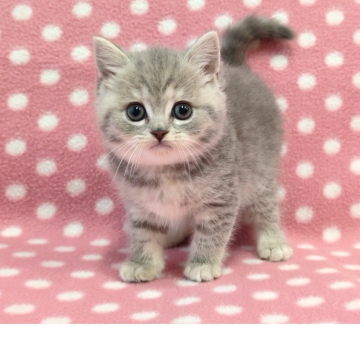 マンチカン(長足)【愛知県・女の子・2025年10月31日・ブルーパッチドタビー】の写真「元気いっぱい人懐っこくて遊び好きの甘えっ子さん♪」