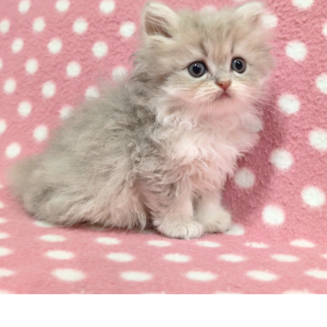 ペルシャ(チンチラ)【愛知県・女の子・2025年9月26日・ブルーチンチラゴールデン】の写真「淡いキレイなブルーカラー♪可愛い甘えっ子♪」