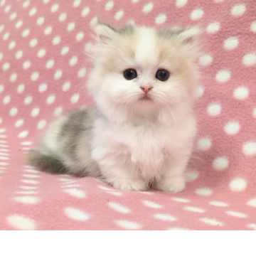 ミヌエット(短足)【愛知県・女の子・2025年10月23日・ダイリュートキャリコ（ロングヘアー）】の写真「おっとり温厚優しいたれ目の可愛い女の子♪」