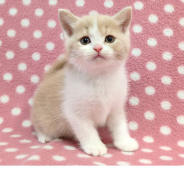 マンチカン(長足)【愛知県・男の子・2025年10月26日・クリームホワイト】の写真「可愛いブレーズ♪とって人懐っこい甘えん坊くん♪」