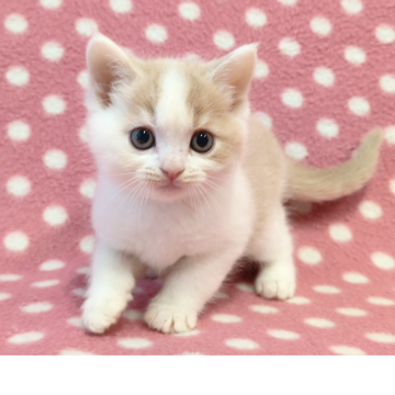 マンチカン(長足)【愛知県・男の子・2025年10月23日・クリームホワイト】の写真「キレイなブレーズ♪元気いっぱいハンサムくん♪」