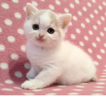 マンチカン(長足)【愛知県・女の子・2025年10月23日・クリームホワイト】の写真「人懐っこくて可愛い女の子♪」