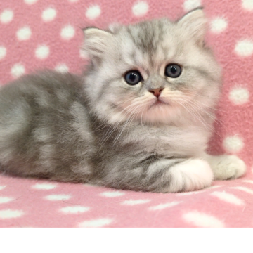 ミヌエット(長足)【愛知県・男の子・2025年10月12日・ブルータビーホワイト】の写真「ずっしり可愛いフォルム♪おっとり甘えん坊♪」