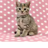 スコティッシュフォールド(立ち耳)