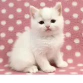 マンチカン(長足)