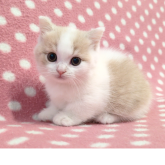 マンチカン(短足)