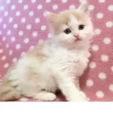 マンチカン(長足)