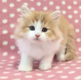 ミヌエット(長足)【愛知県・男の子・2025年2月19日・レッドタビーホワイト】の写真1