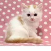 スコティッシュフォールド(立ち耳)