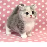 マンチカン(短足)