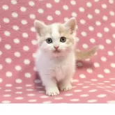 マンチカン(短足)