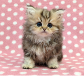 ペルシャ(チンチラ)