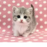 マンチカン(短足)