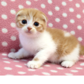 スコティッシュフォールド(折れ耳)