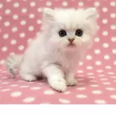 ペルシャ(チンチラ)