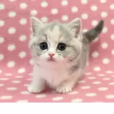 マンチカン(短足)