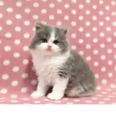 ブリティッシュショートヘア