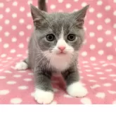 ブリティッシュショートヘア