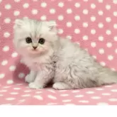 ペルシャ(チンチラ)