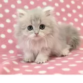 ペルシャ(チンチラ)