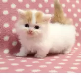 ミヌエット(短足)