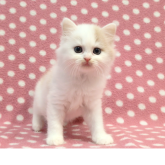 スコティッシュフォールド(立ち耳)