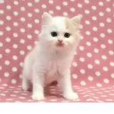 スコティッシュフォールド(立ち耳)