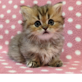 ミヌエット(短足)