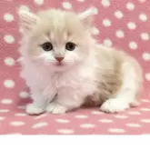 マンチカン(短足)