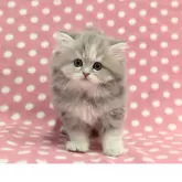 ミヌエット(長足)