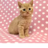 スコティッシュフォールド(立ち耳)