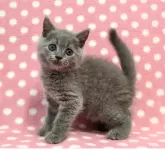 ブリティッシュショートヘア