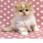 ミヌエット(長足)