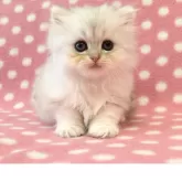 ペルシャ(チンチラ)